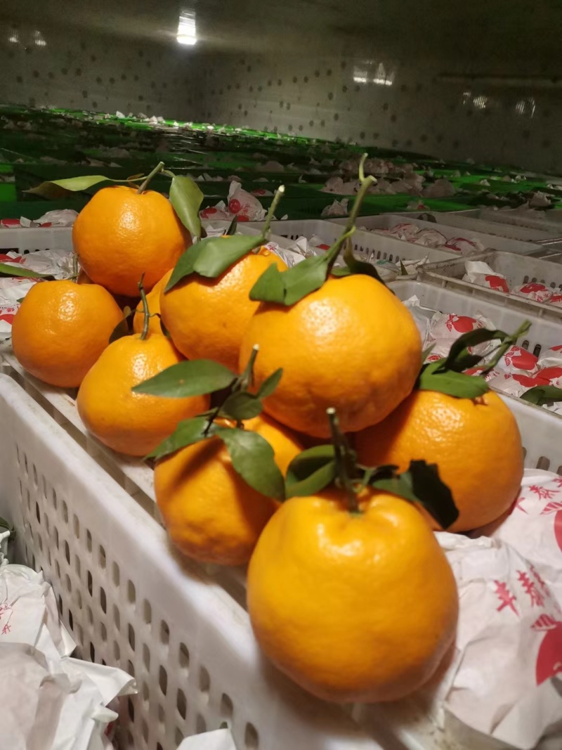 探索苍溪雪梨的独特魅力：与其它水果对比评测