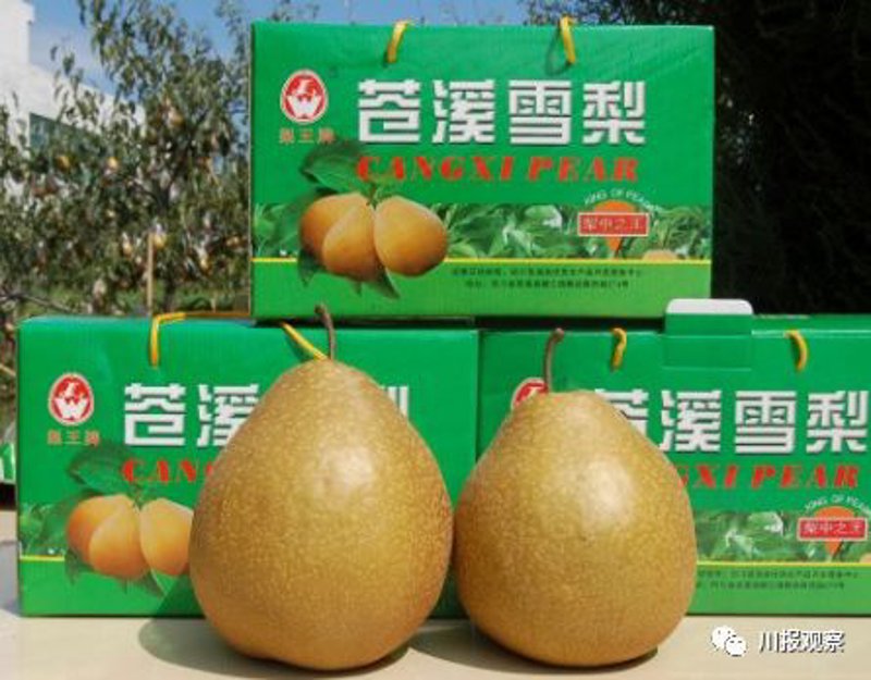 农业新篇章：苍溪山宝农业引领绿色风潮
